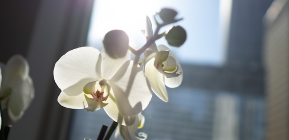 周年祝いで一般的に選ばれる花の種類